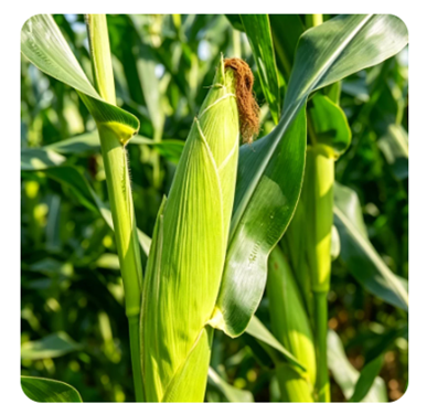 Yiman Agriculture, 사일리지 및 가축 사료의 글로벌 공급 확대
