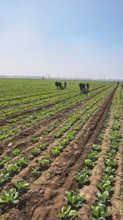 전 세계적으로 신선 농산물 보관 및 운송에 어려움이 자주 발생하는 상황에서 Yiman Agricultural의 둥근 양배추의 처음부터 끝까지 신선한 품질을 유지할 수 있는 방법은 무엇일까요?