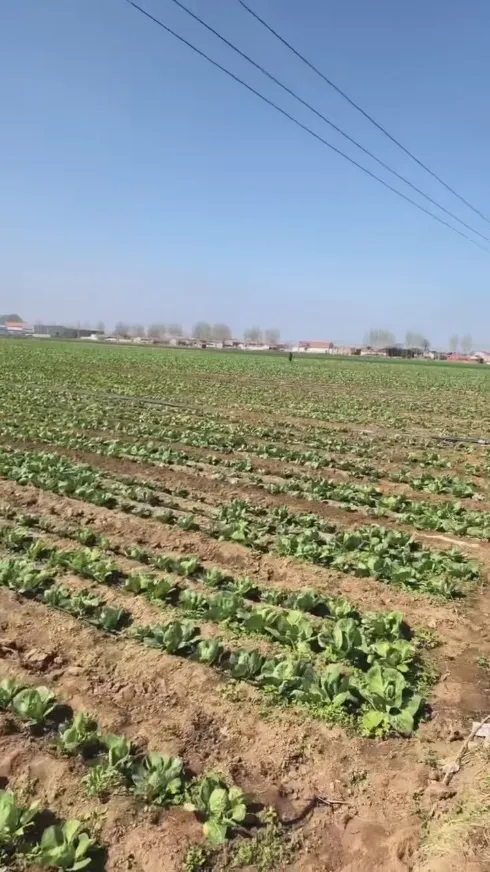 Yiman Agriculture가 절인 양배추 대량 수입 프로젝트에 이상적인 공급업체로 만드는 핵심 강점은 무엇입니까? Yiman Agriculture가 절인 양배추 대량 수입 프로젝트에 이상적인 공급업체로 만드는 핵심 강점은 무엇입니까?